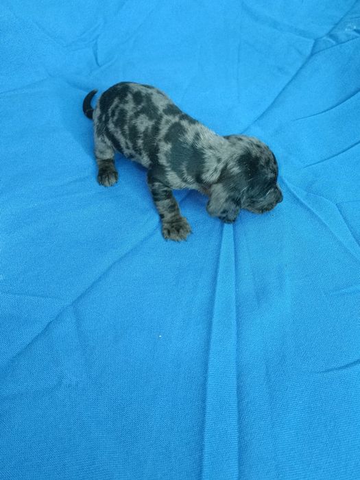 Teckel mini arlequin merle tekel mini pitic blue eyes ochii albastrii