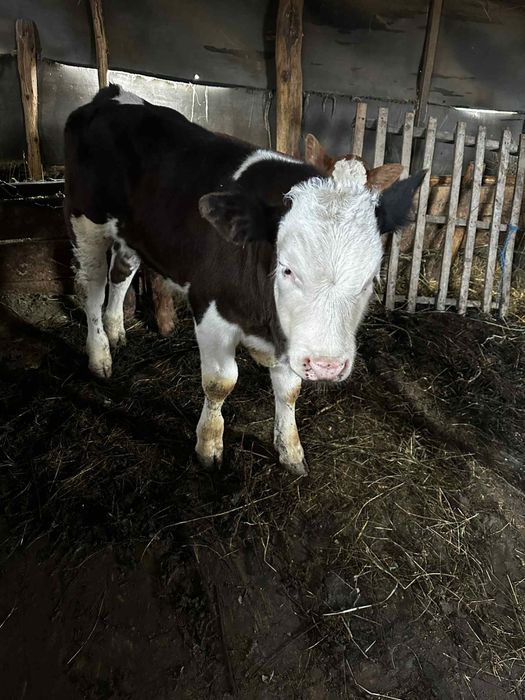 vand vitel albastru belgian