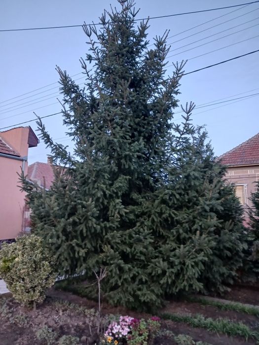 Vând brad 7 metri