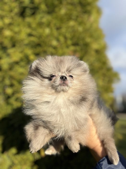 Mini pomeranian spitz miniature