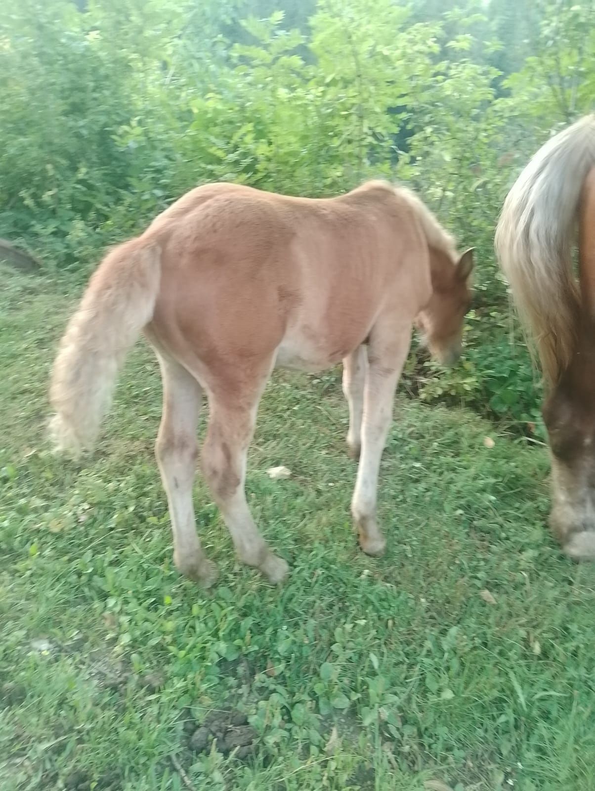 Mânză frumoasă rasă