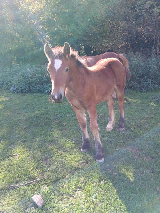 Manz, cal de vanzare