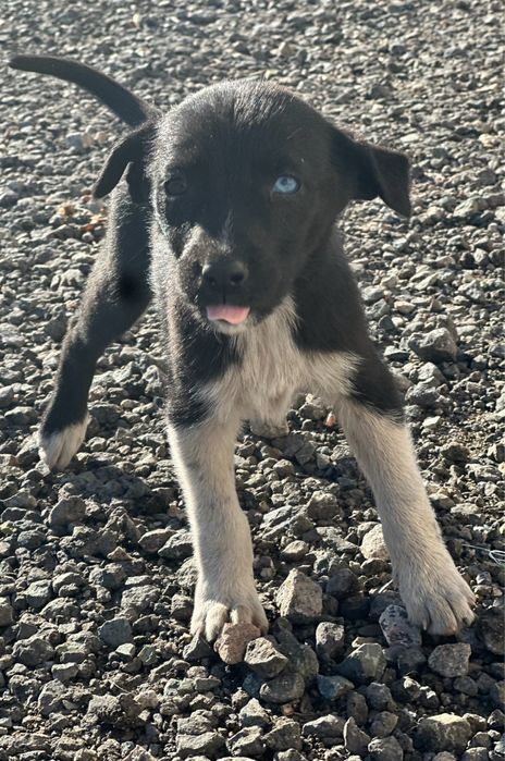 Щенята не породистые