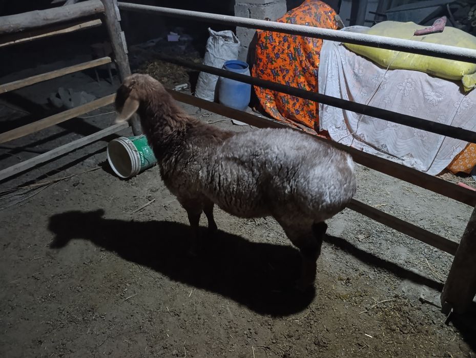 Арашан кучкор сотилади