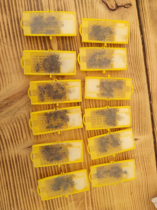 Regine matci albine buckfast vsh carnica carpatina