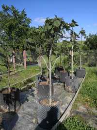 Comercializăm arbori de Paulownia, maturi cu rădăcini bine dezvoltate