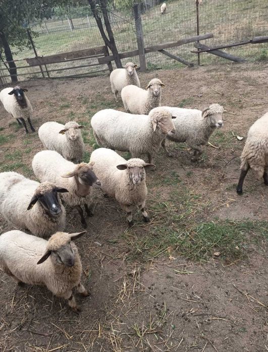 Berbecuți miele comenzi pentru pastramă