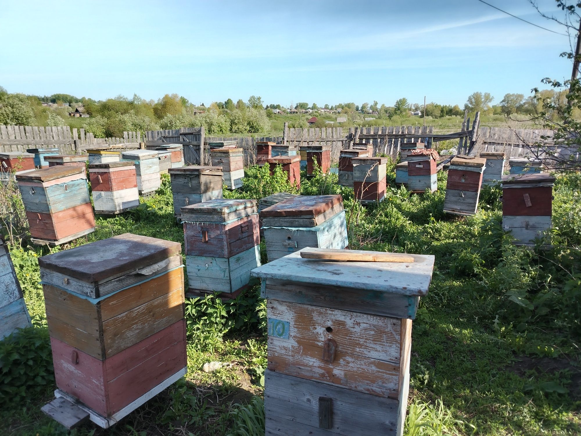 Продам пасеку пчелосемьи