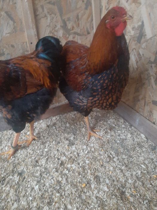 Vand cocos wiandote Gsg.