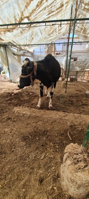 Zotli golishten Sigir sotiladi bolasi hukiz