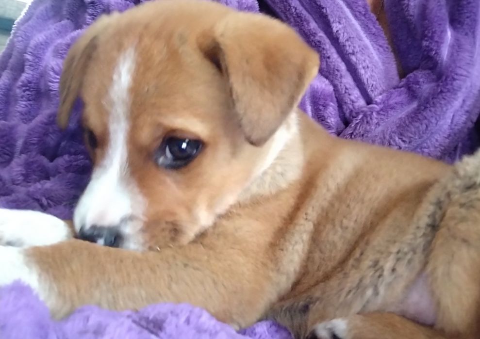 Отдам щеночка в добрые руки