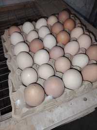 Продаются инкубационный яйца