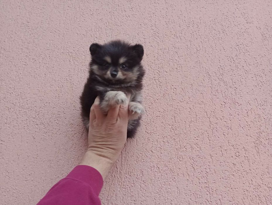 Женско Померанче !