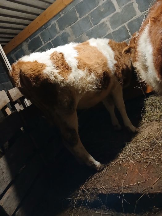 Продам телочку 11месяцев