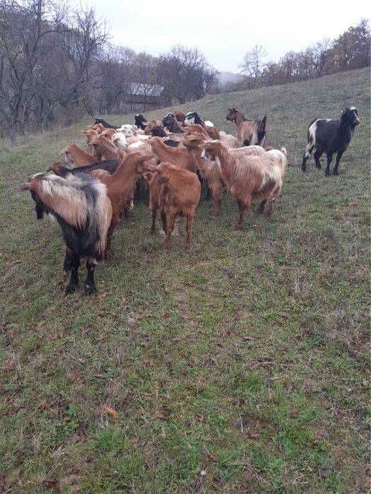 Vand 25 capre si țap
