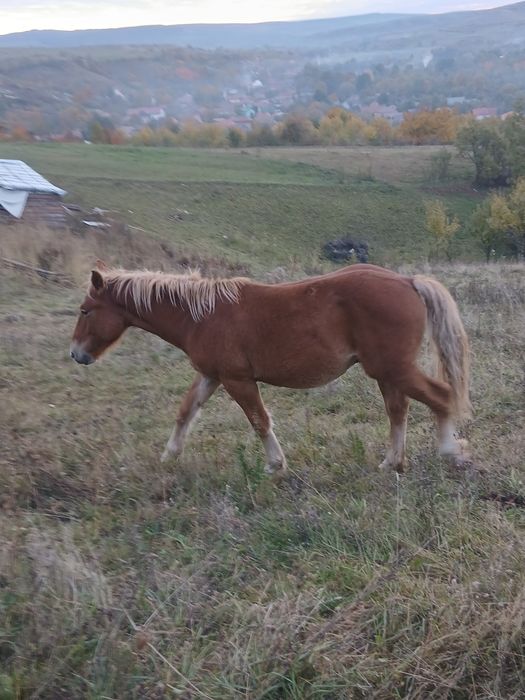 De vânzare pereche de mânji de un an jumate frați de tată