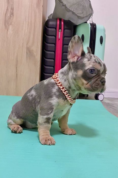 Френски булдог бебета/french bulldog