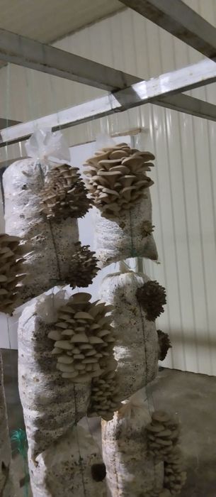 Салодковый Корен , Для Семена Грибов Вешенки