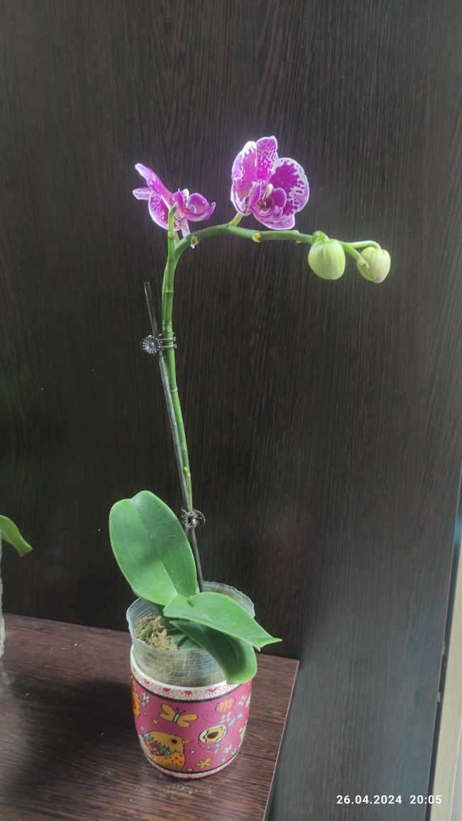 Орхидея Phalaenopsis Chia миди 43см