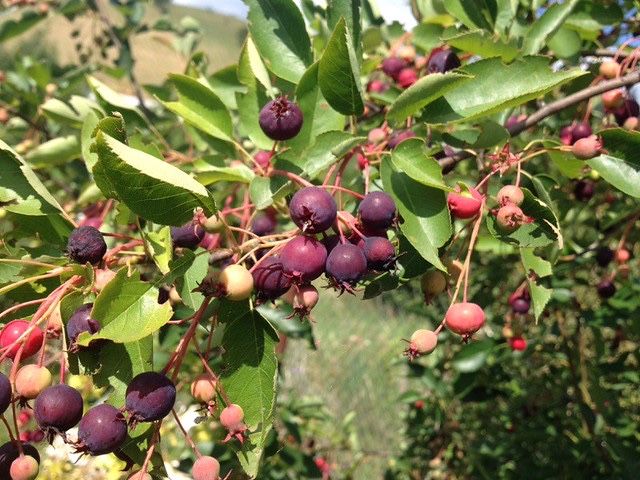 Afin canadian cunoscut ca “ pom de stafide “