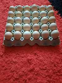 Vand oua pentru incubat