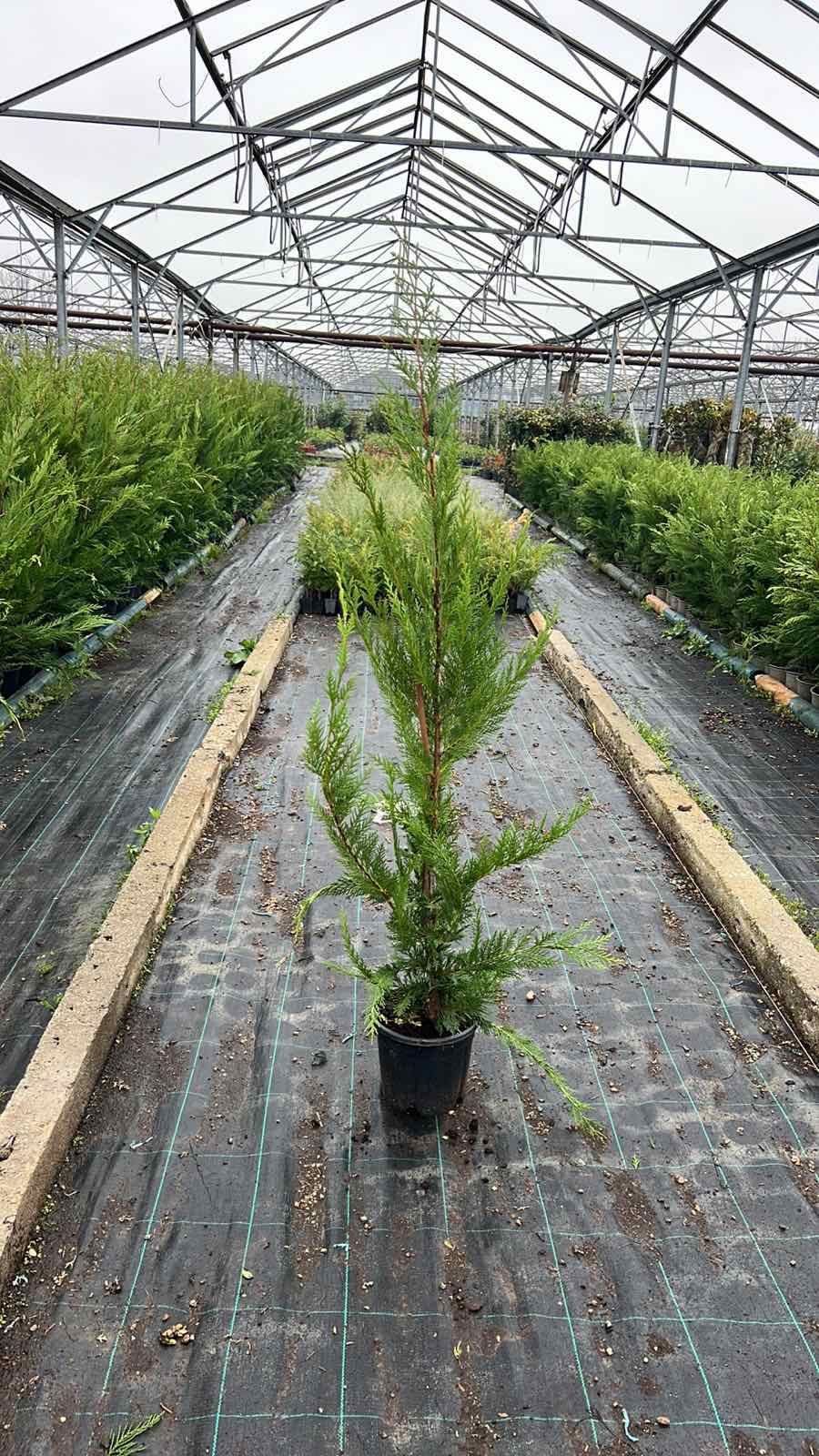Продавам купресо кипарис Лейланди, (Cupr. Leylandii) ПРОИЗВОДИТЕЛ !!!