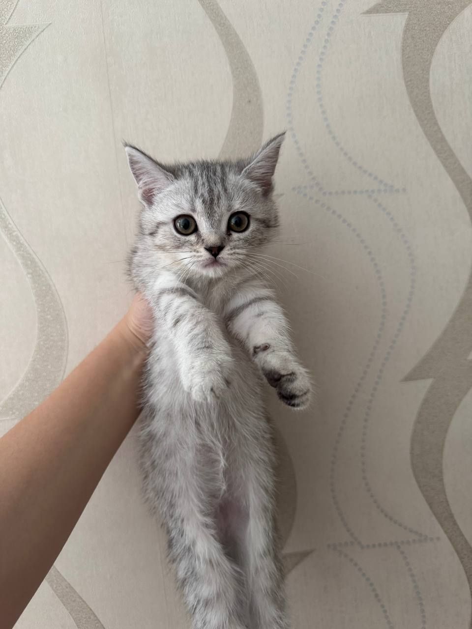 Продам котят породистых скоттиш страйт и скоттиш фолд