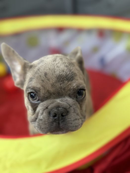 Bulldog Francez Merle 3 luni