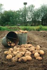 Продам картофель на семена