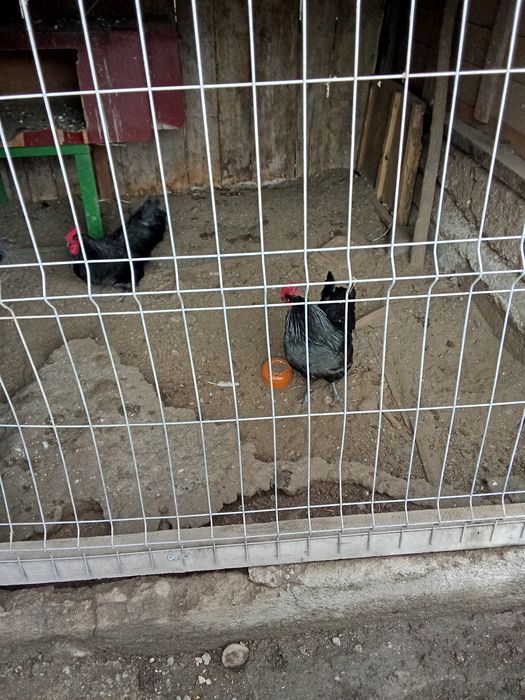 Cocoși australorp și playmond