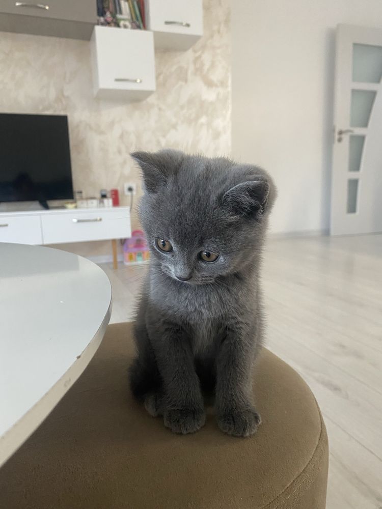 Шотландско котенце