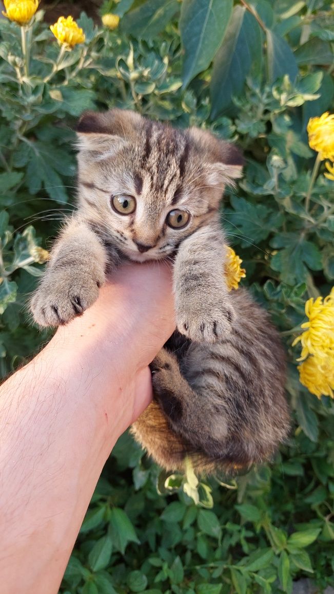 Скотиш фолд ва скотиш страйт. Мушуклар сотилади.