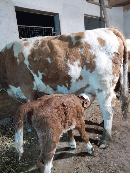 Vând două vaci cu viței