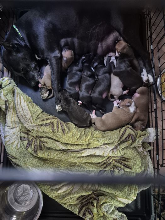 Щенки питпультерьера