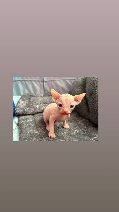 Продаются чистокровные канадские сфинксы