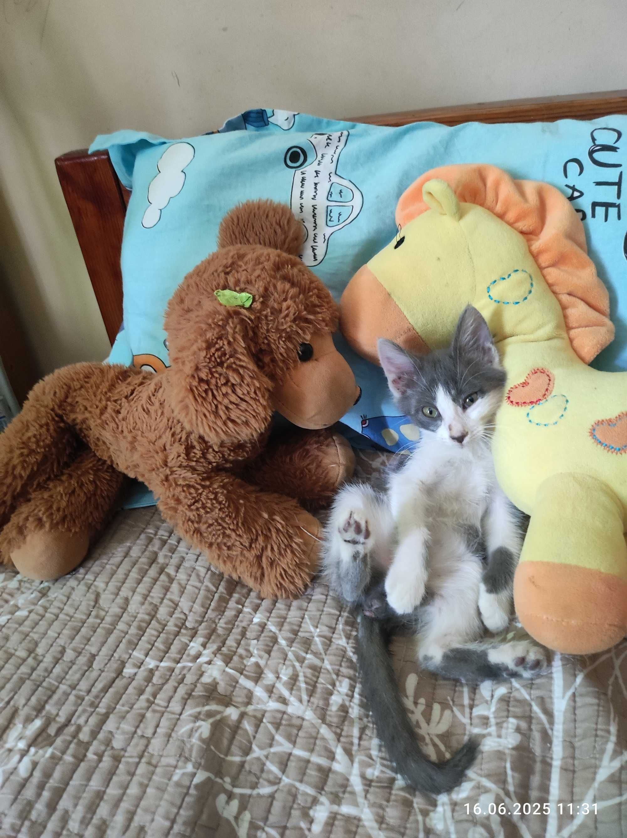 Котенок девочка отдам в хорошую семью.