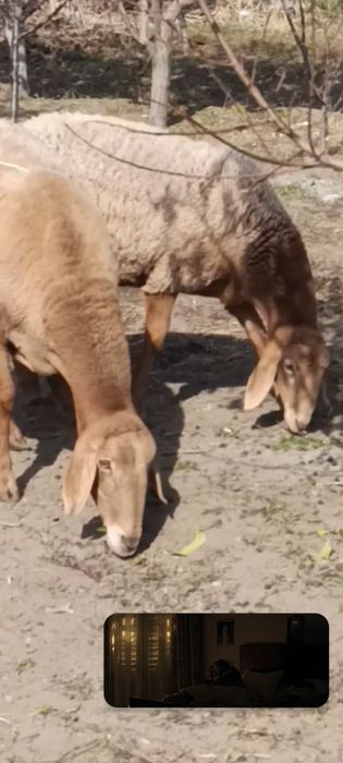 Матки арашан продам