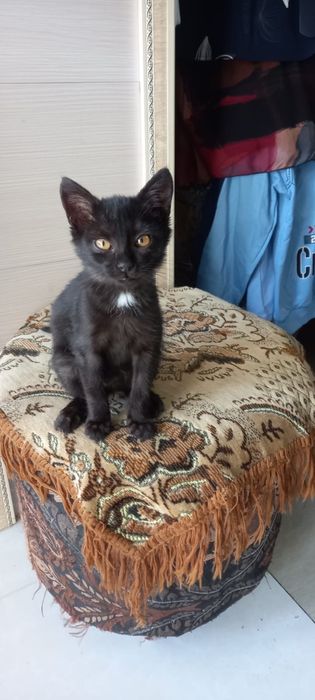 Котенок девочка 1 месяц