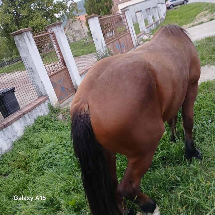 Vând mânz frumos și blând