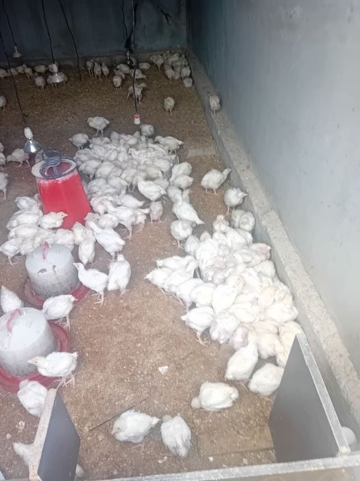 Малки пиленца порода Росс 308