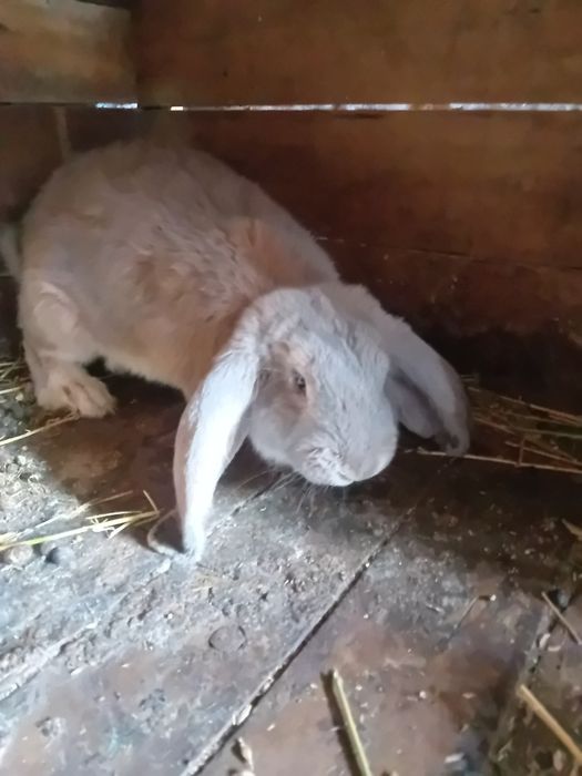 Vind iepuri berbec german