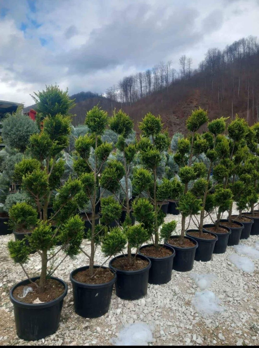 Plante ornamentale și gazon rulou sport, leylandii 2m - 4m gard viu