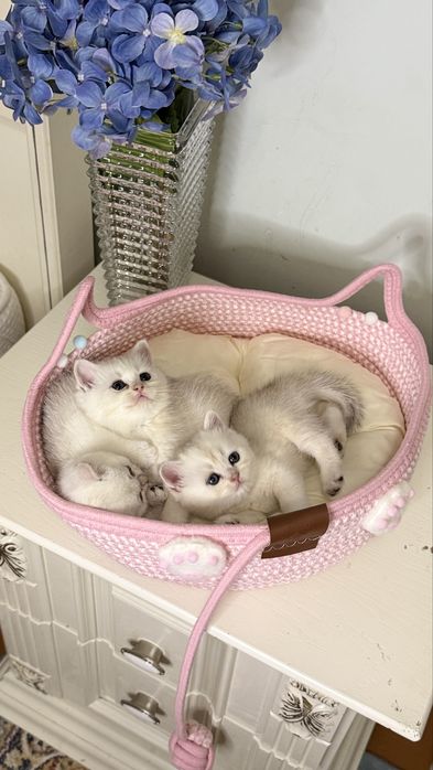 Серебристая шиншилла