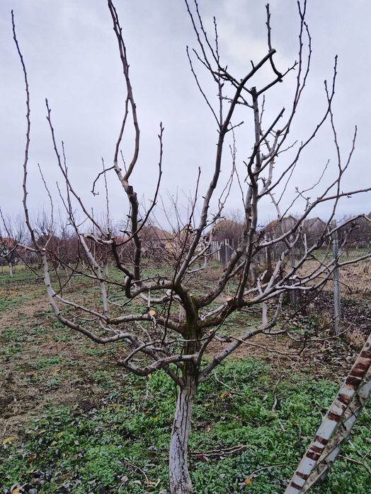 Taieri pomi fructiferi