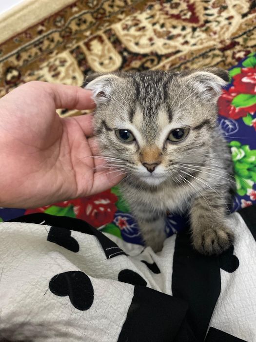 продаётся кошкаа