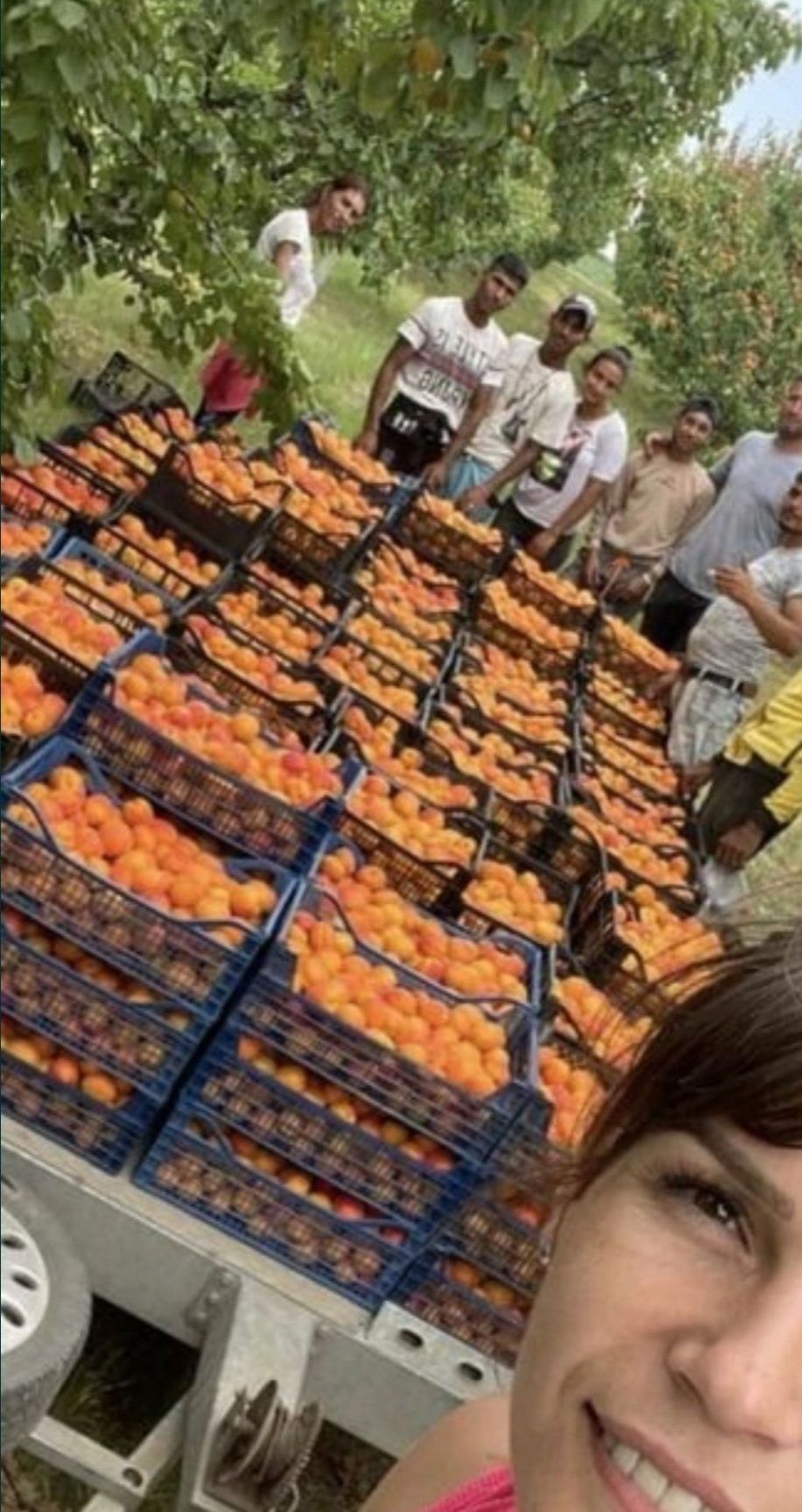 De vanzare Caise de țuică
