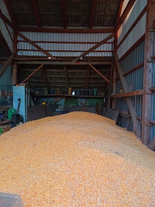 Vand Porumb boabe 2025