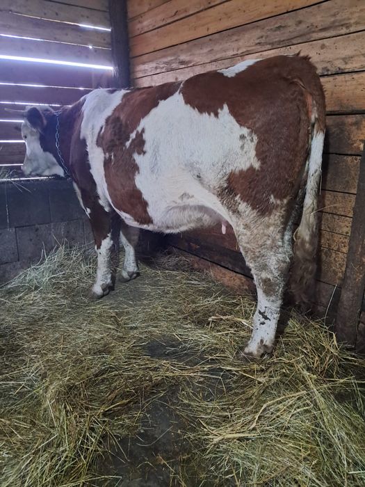 Vând vacă de 3 ani gestantă de 9luni