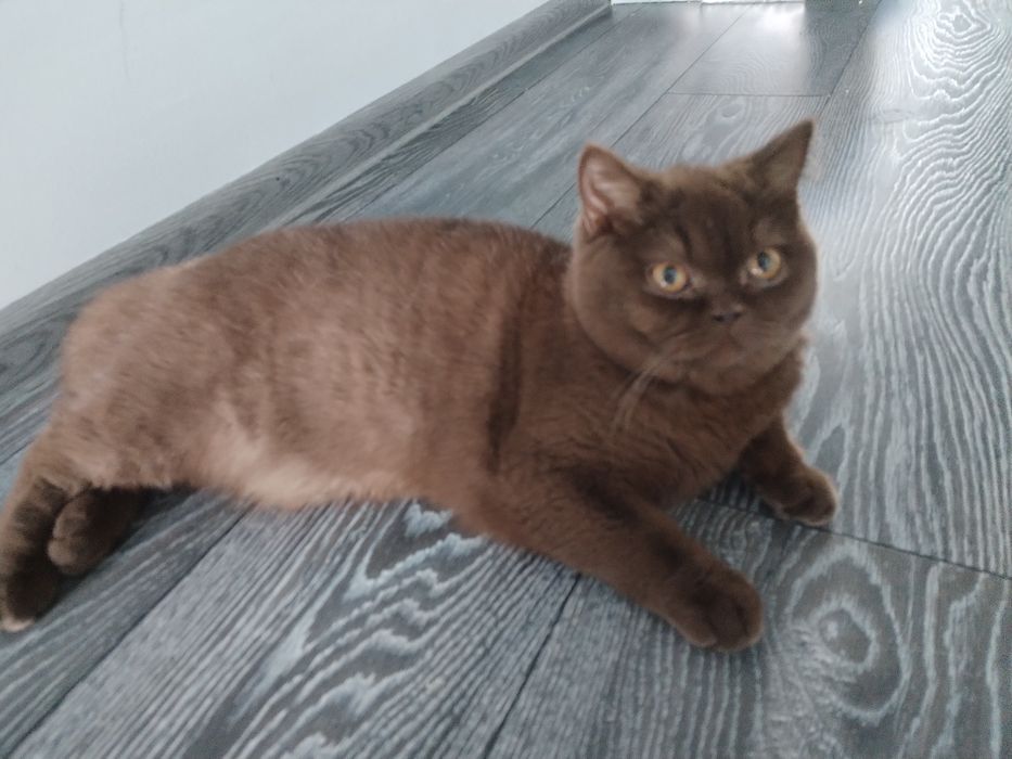 British cinnamon