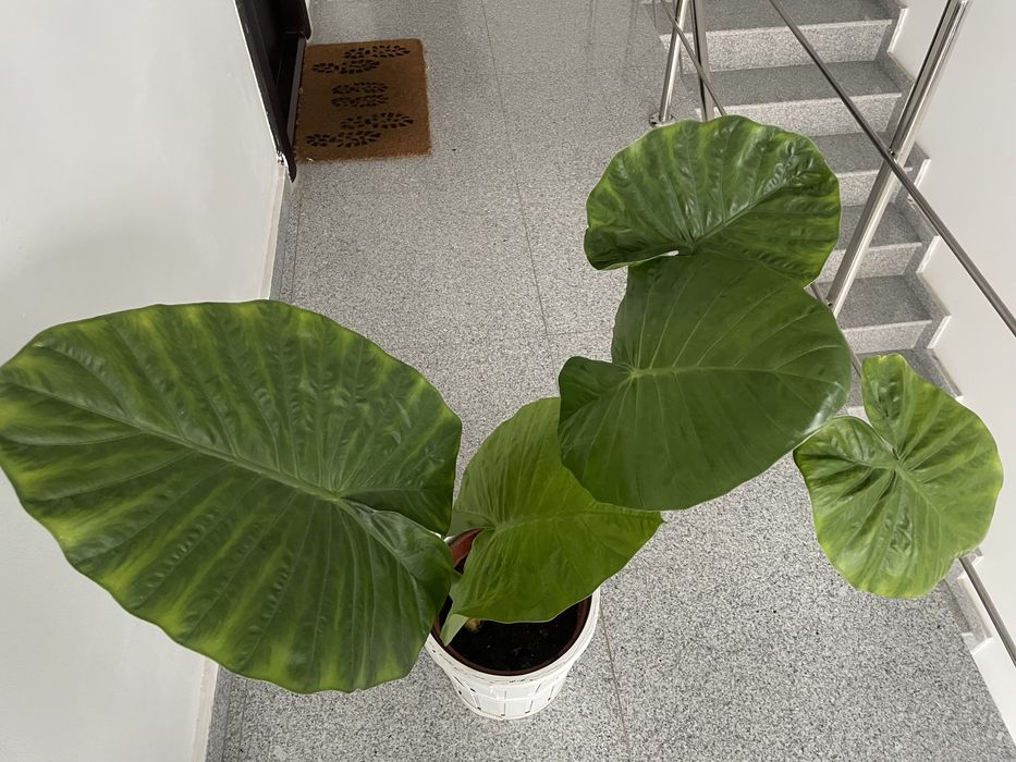Planta de interior - Alocasia Macrorrhiza, 85 cm inaltime